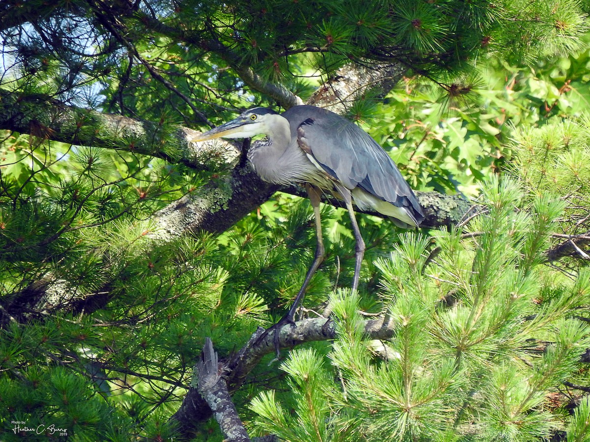 Great Blue Heron - ML168288571