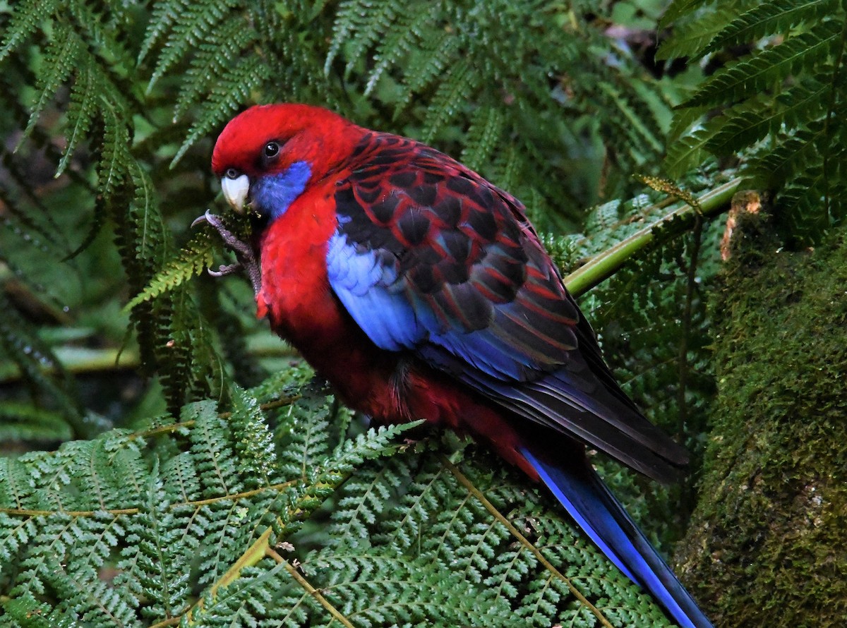 Crimson Rosella - Robert Anderson