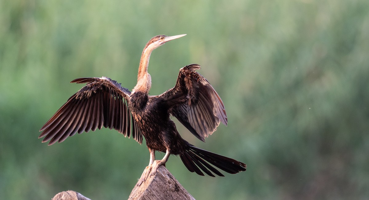 African Darter - Forest Botial-Jarvis