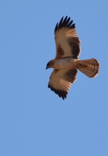 Águila Chica - ML168289561