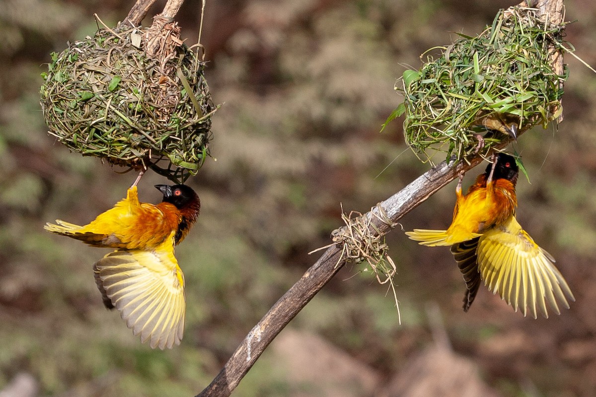 Village Weaver - Jean-François Garin