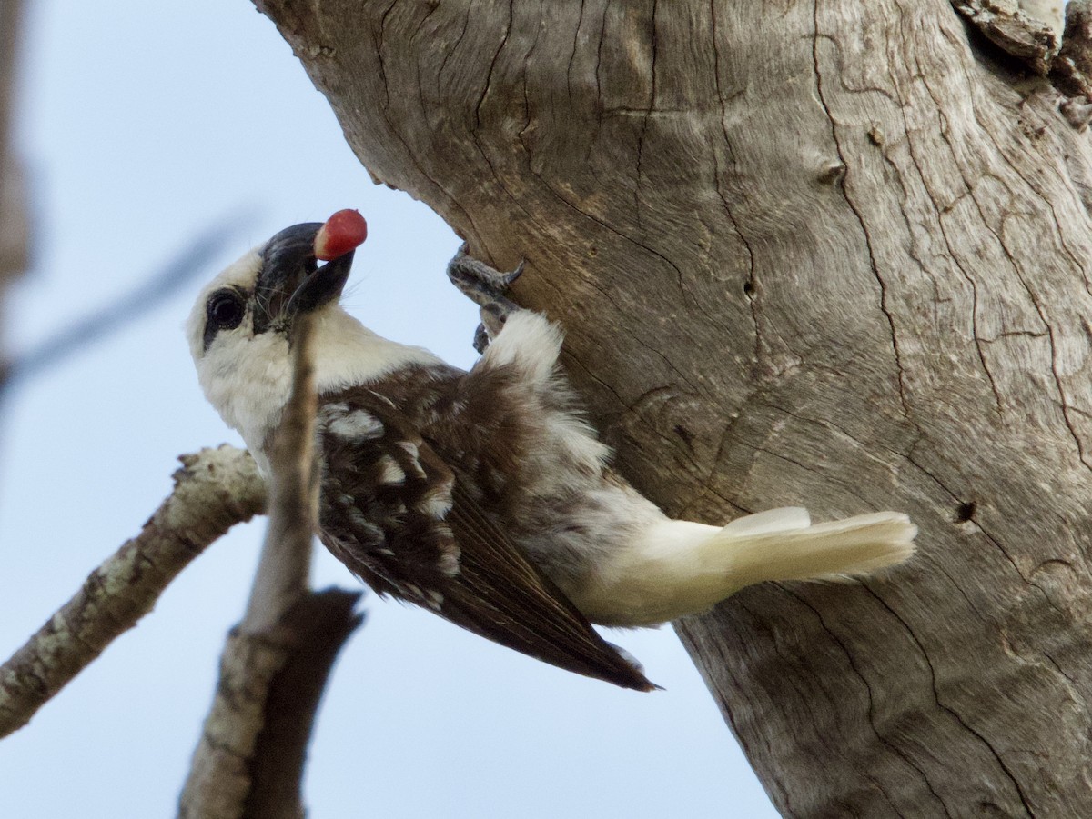 White-headed Barbet - ML168290831