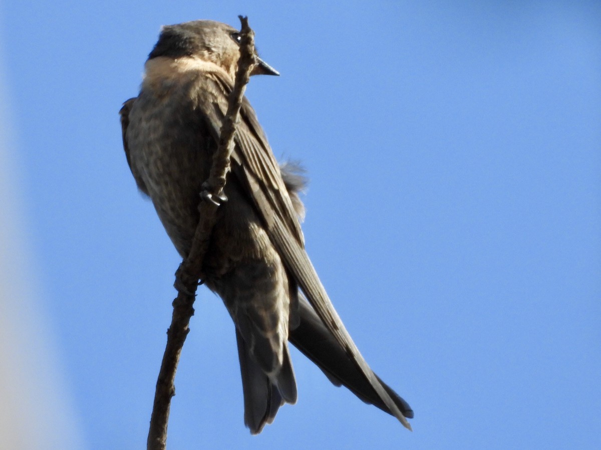 Hirondelle isabelline - ML168290881