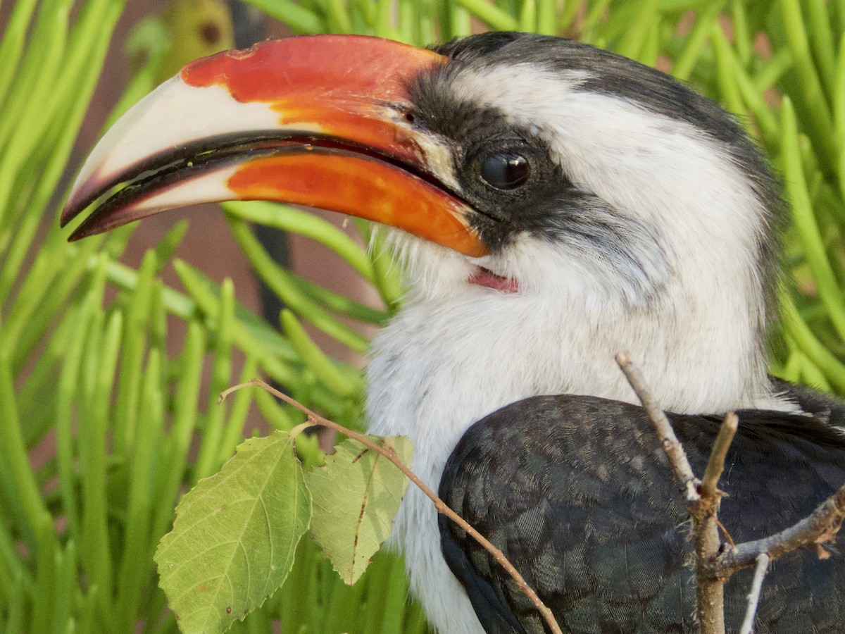 Von der Decken's Hornbill - GARY DOUGLAS