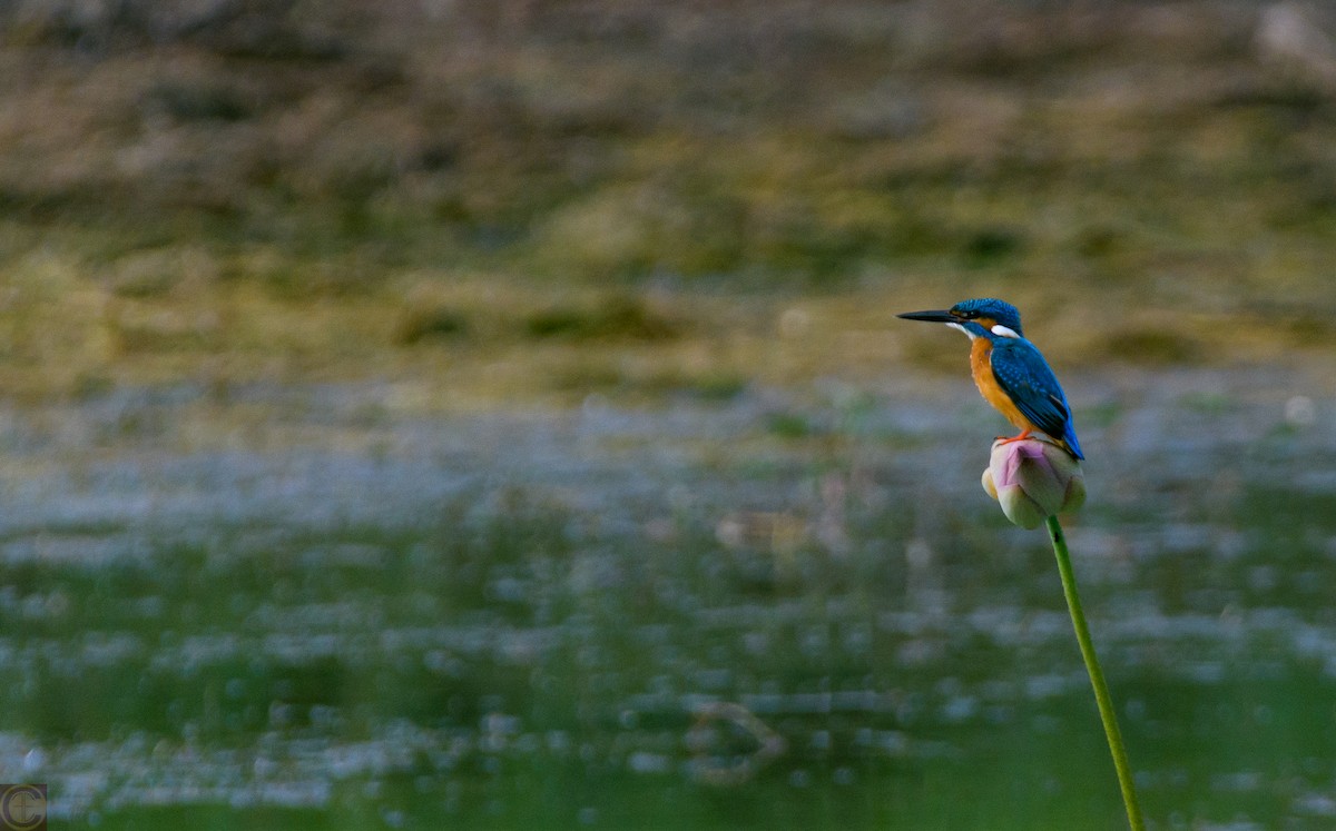 Common Kingfisher - Manjula Desai
