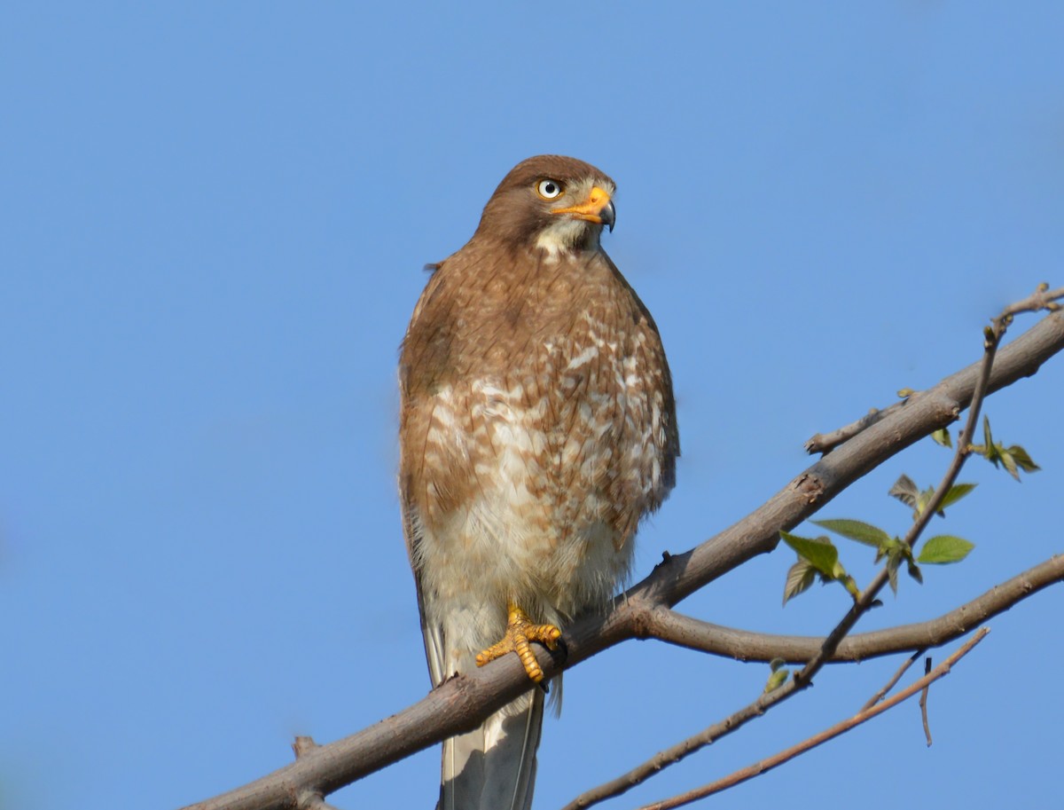 White-eyed Buzzard - ML168293221