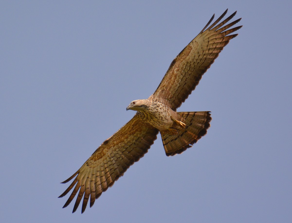 Oriental Honey-buzzard - ML168293281