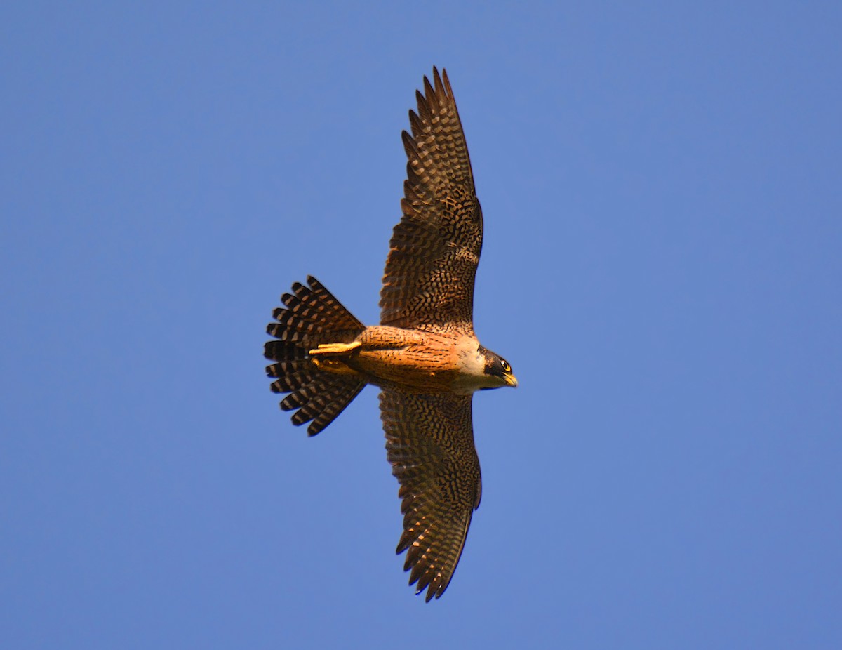 Falco pellegrino - ML168293411