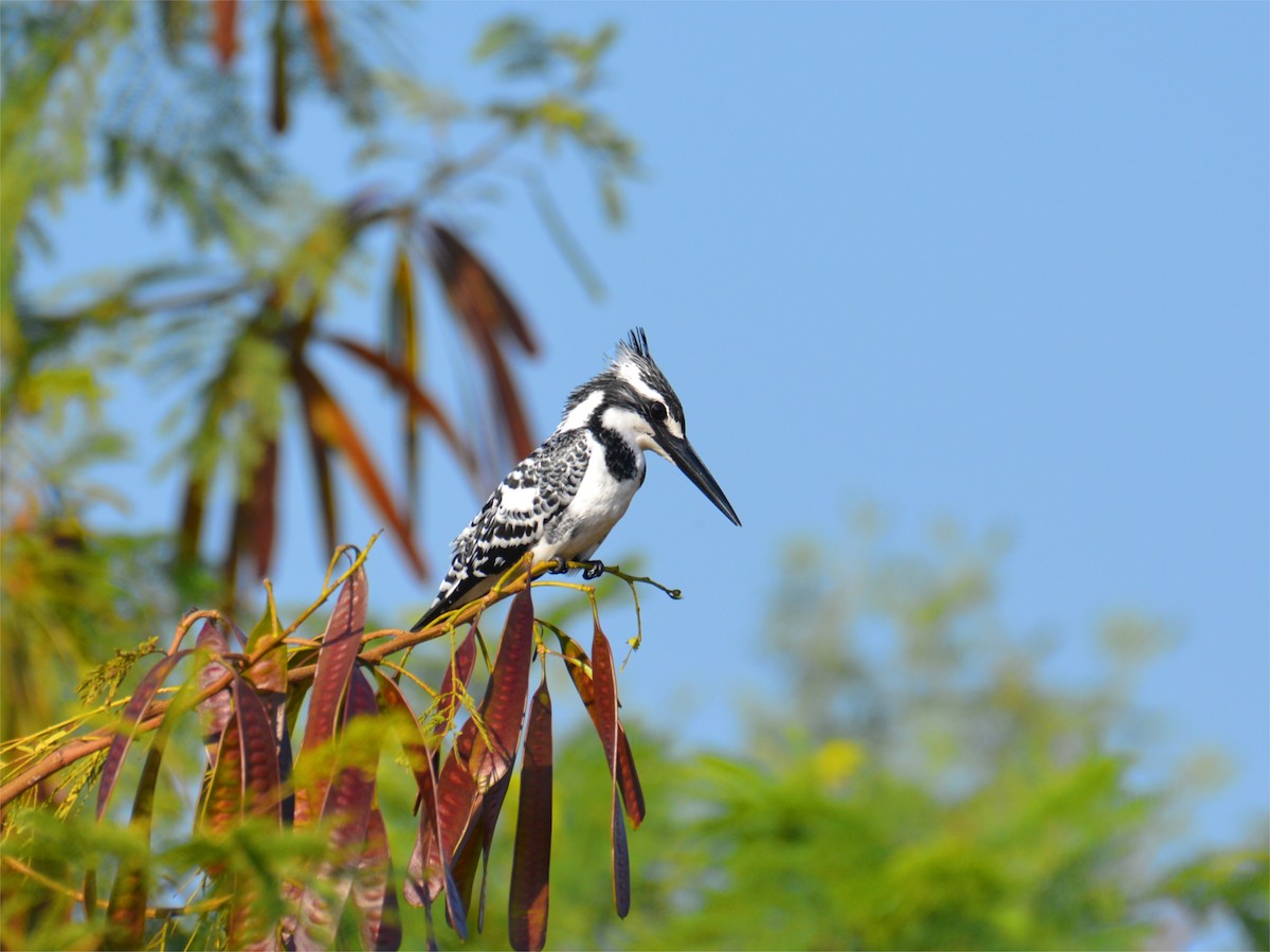 Martin pescatore bianconero - ML168293421