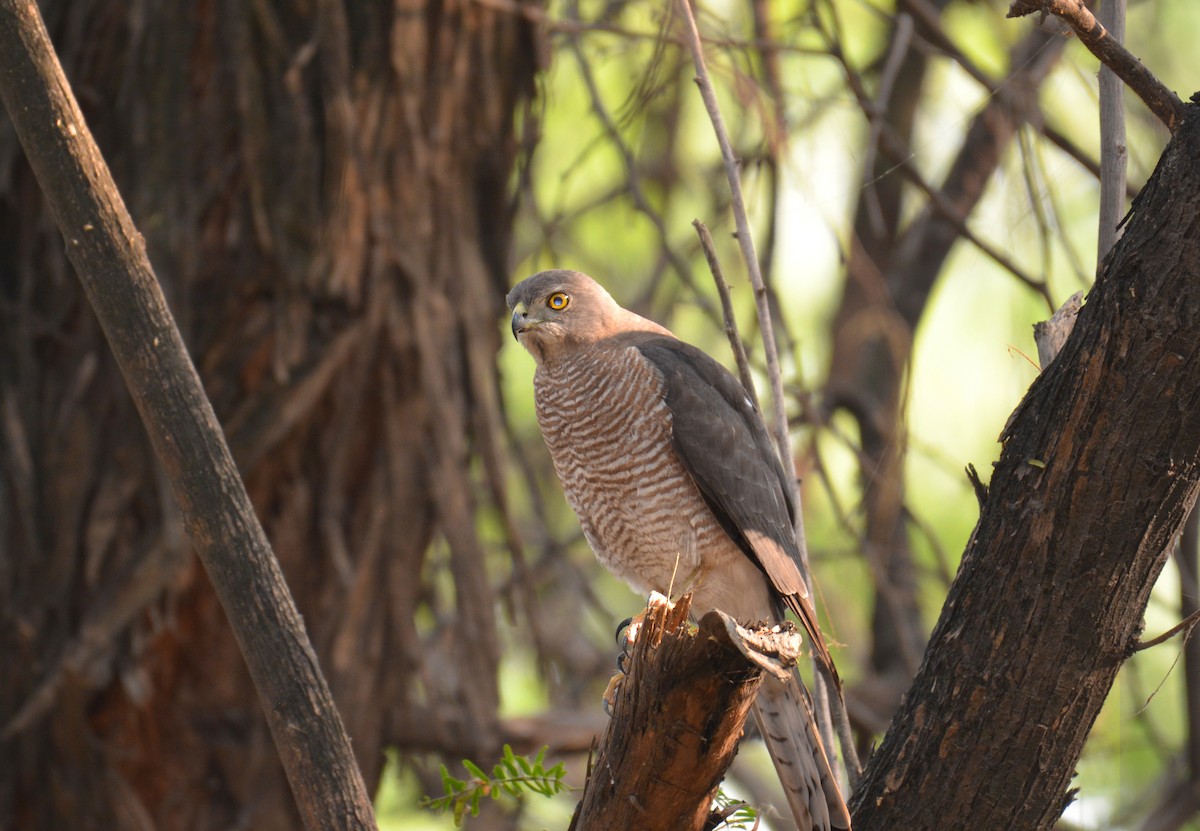 Shikra - ML168293481