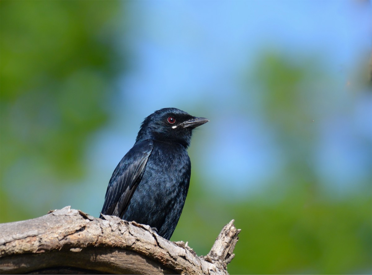 Black Drongo - ML168293491