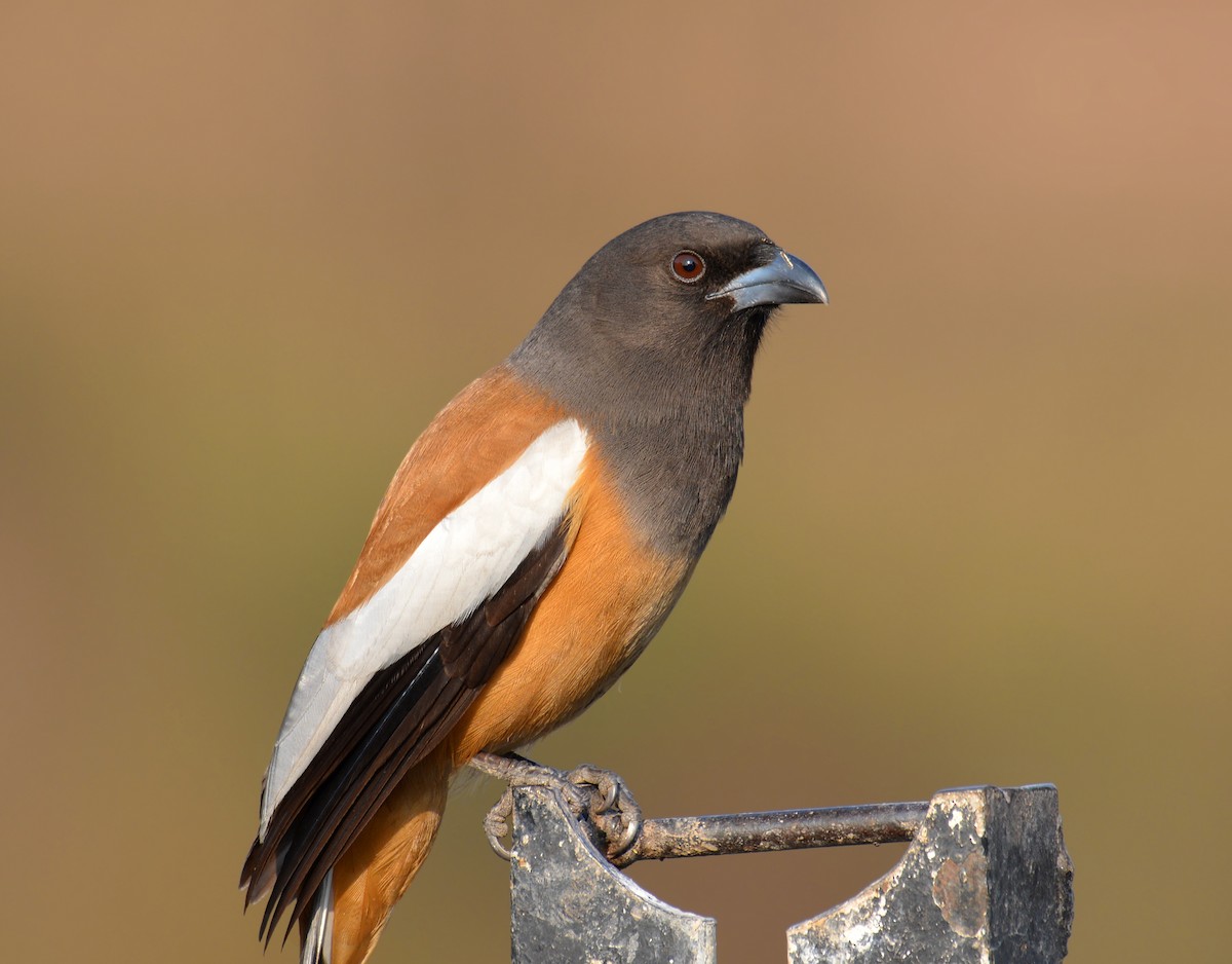 Rufous Treepie - ML168293511