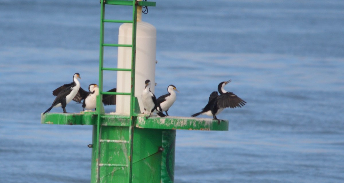 Pied Cormorant - Ian Walker