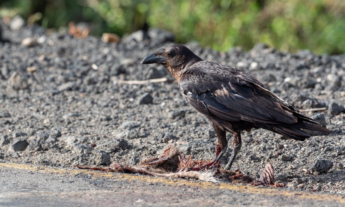 Somali Crow - Forest Botial-Jarvis