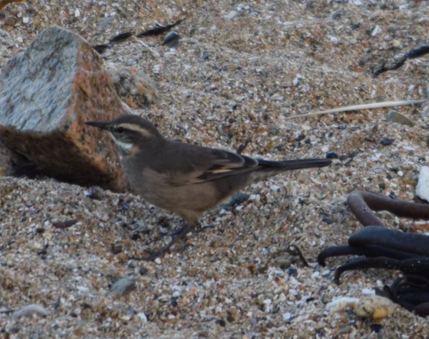 Buff-winged Cinclodes - ML168295031