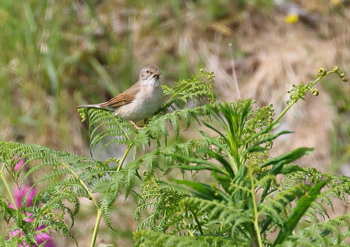 Greater Whitethroat - Michael Rutkowski