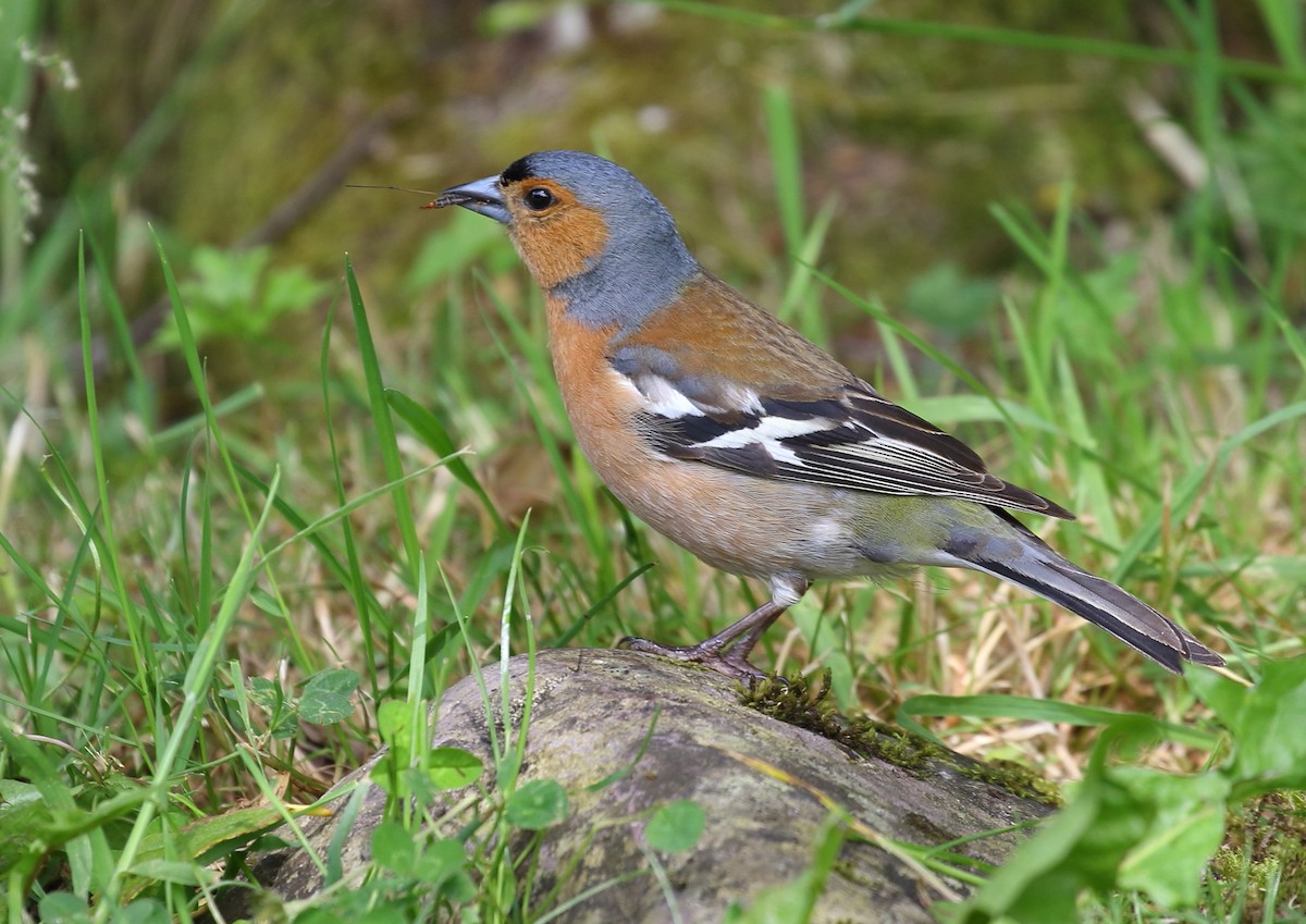 Common Chaffinch - ML168296281