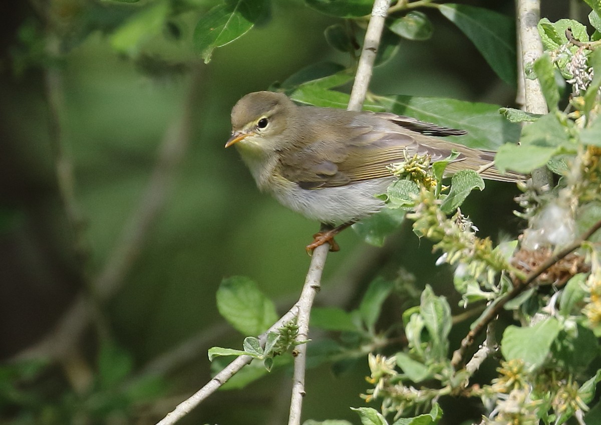 Willow Warbler - ML168296481