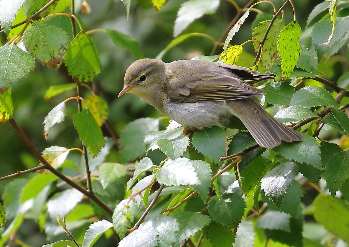 Willow Warbler - ML168296491