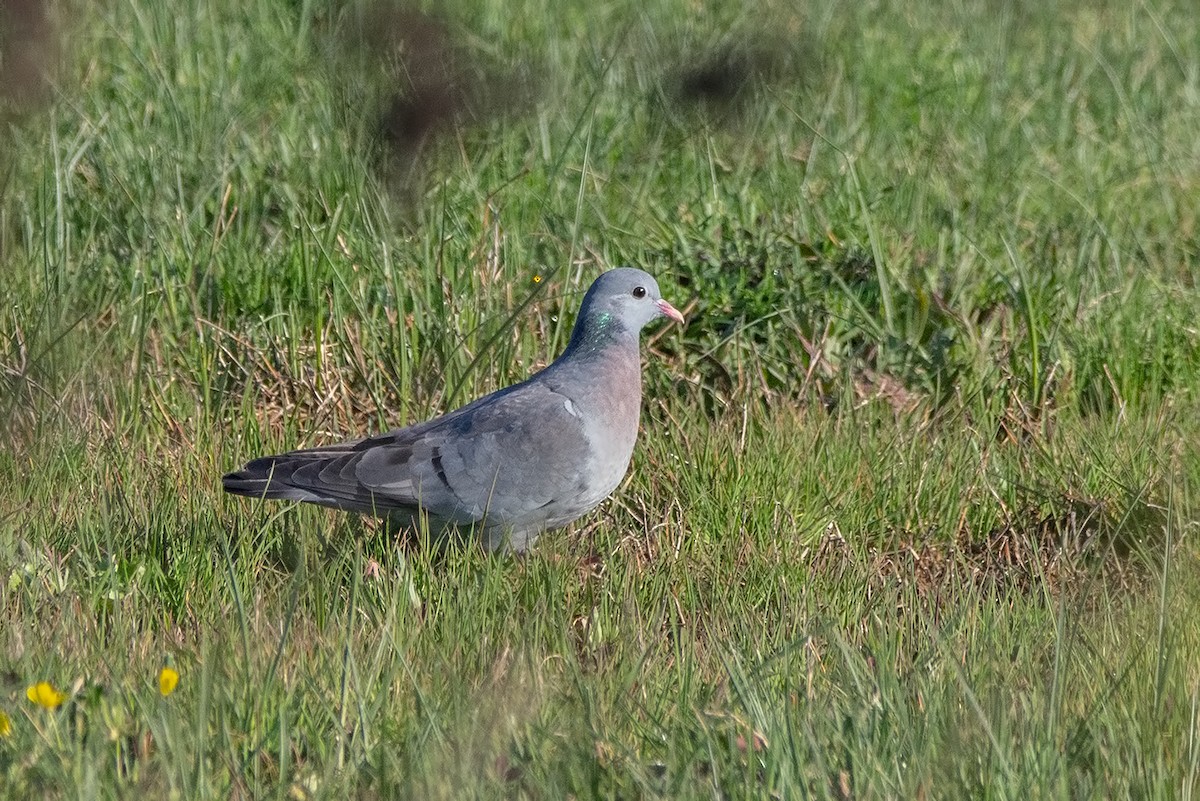 Stock Dove - Arda Dönerkayalı