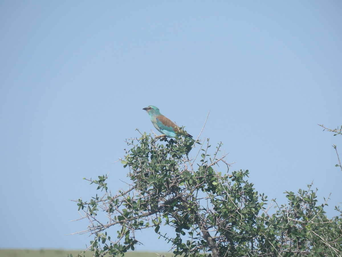 European Roller - Martin Heffron