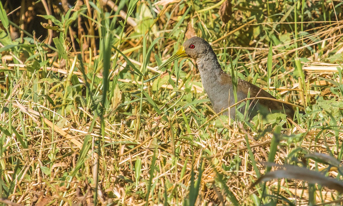 Blackish Rail - ML168299261