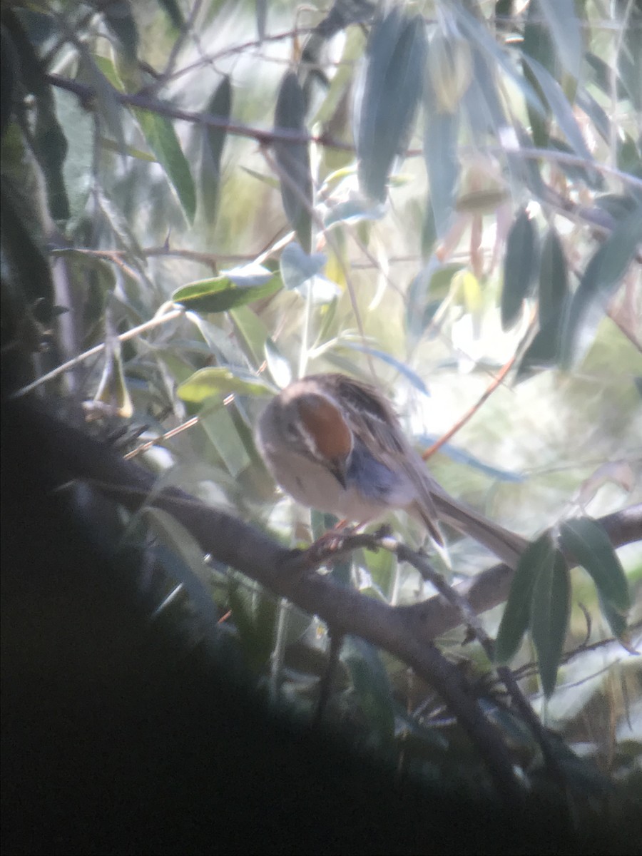 Chipping Sparrow - ML168299591