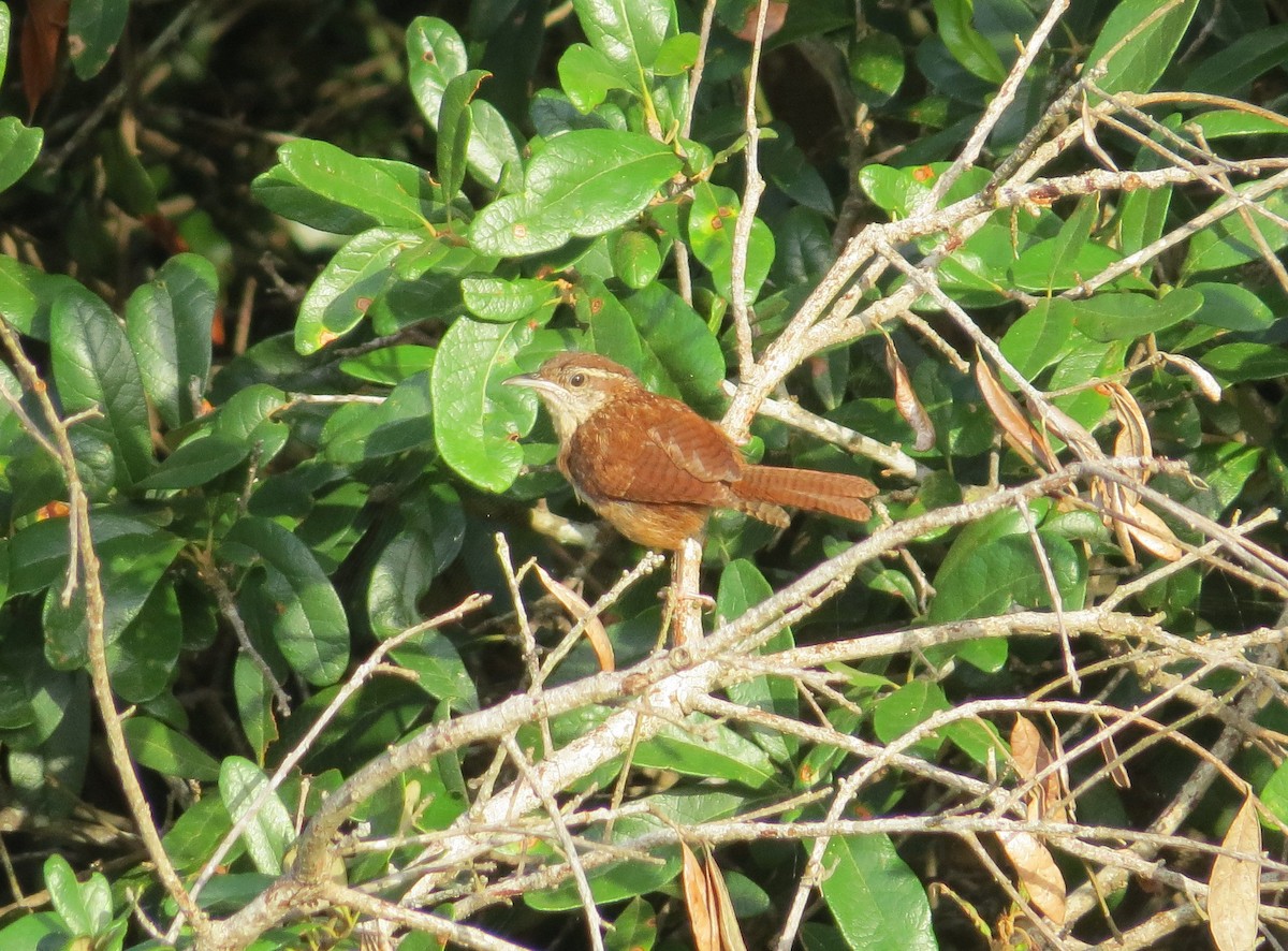 Carolina Wren - ML168299731