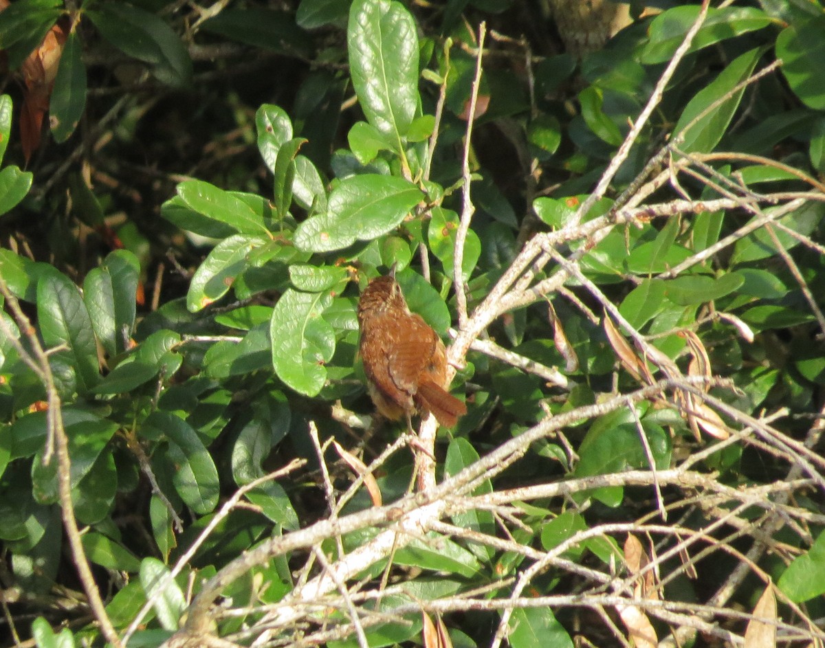 Carolina Wren - ML168299741