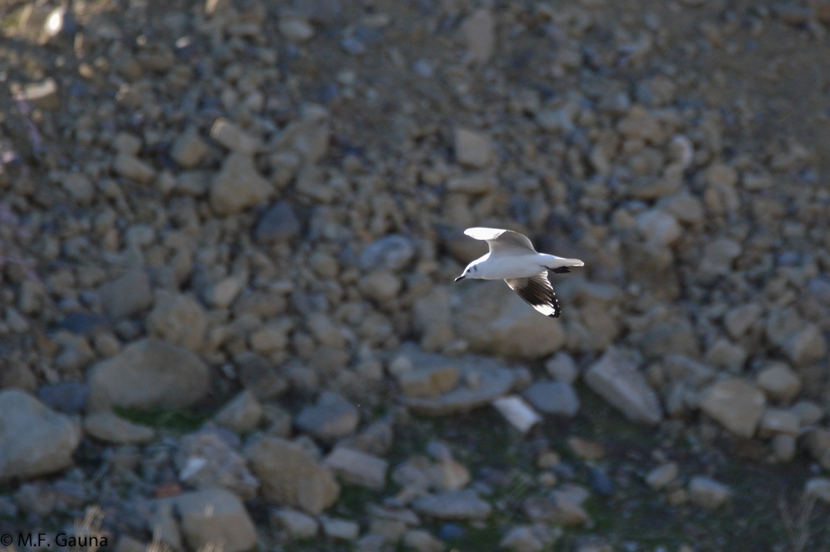 Mouette des Andes - ML168300631