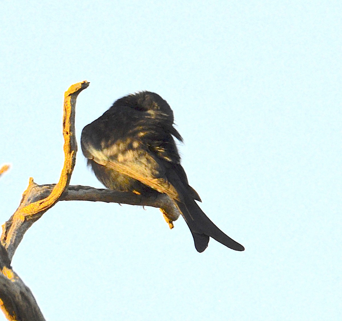 Fork-tailed Drongo - ML168300671