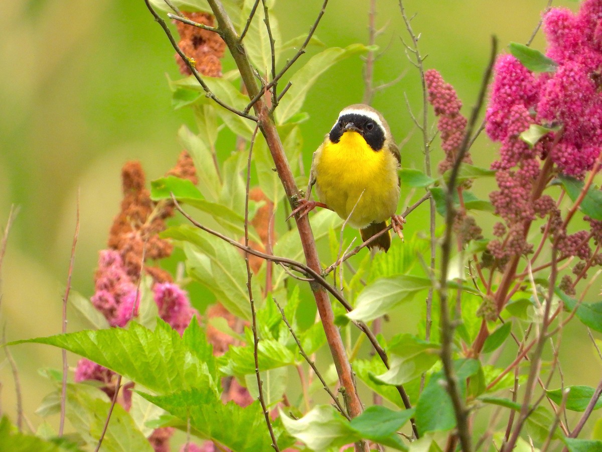 Common Yellowthroat - ML168301031