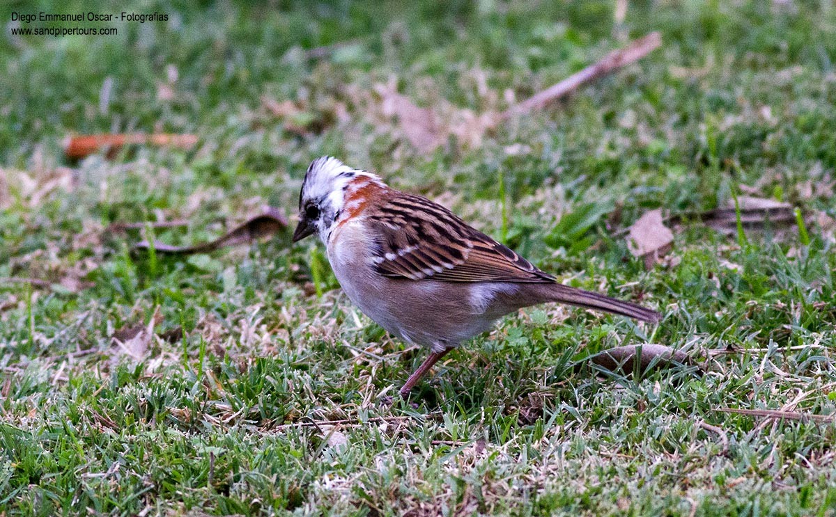 Rufous-collared Sparrow - ML168302241