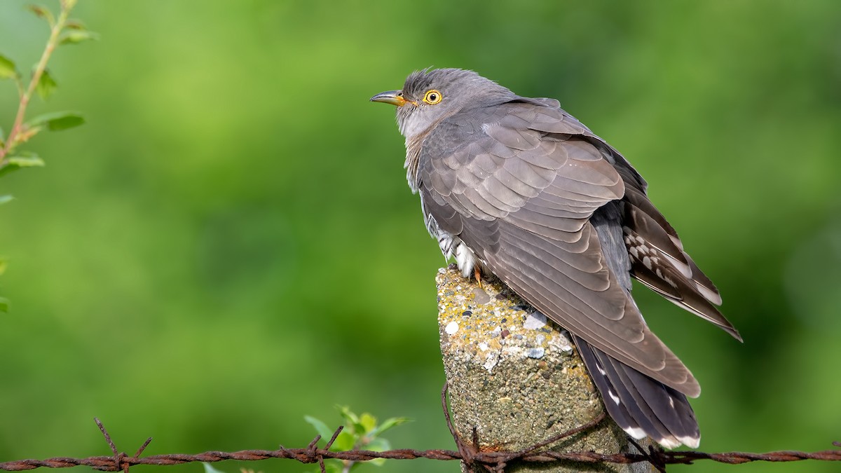 Common Cuckoo - Arda Dönerkayalı