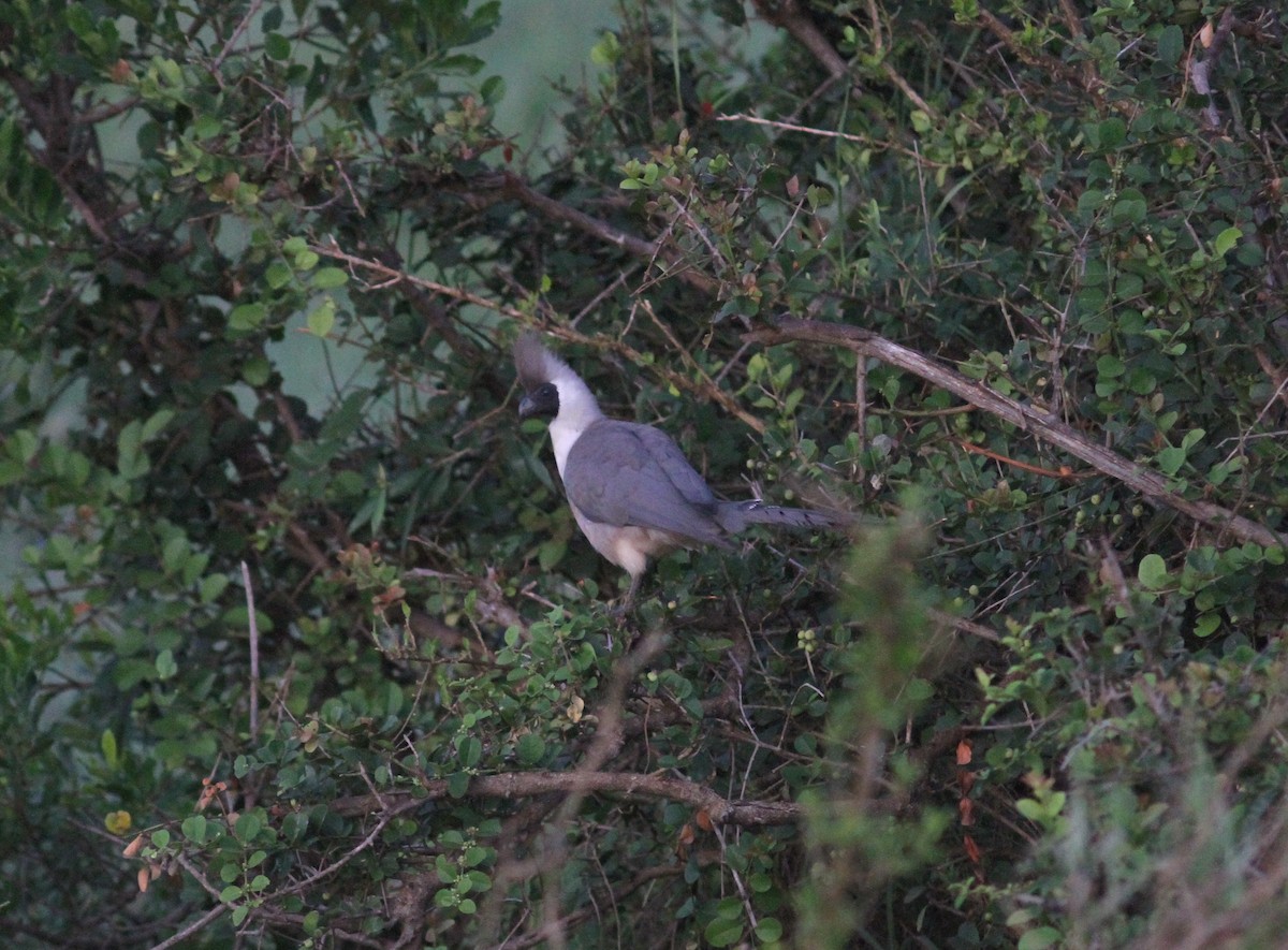 Bare-faced Go-away-bird - Tom Beeke