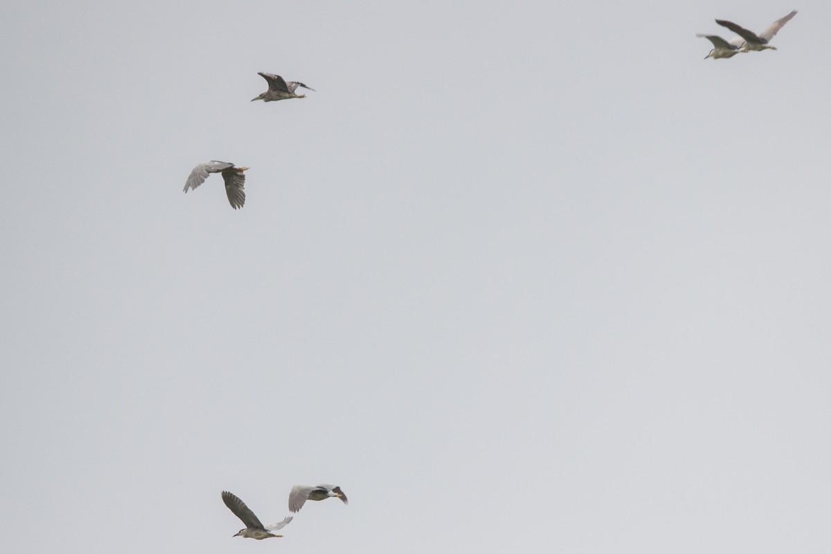 Black-crowned Night Heron - ML168305971