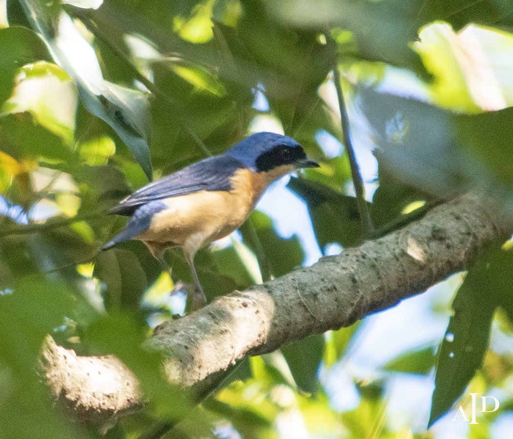 Fawn-breasted Tanager - Diana Inés  Amarilla