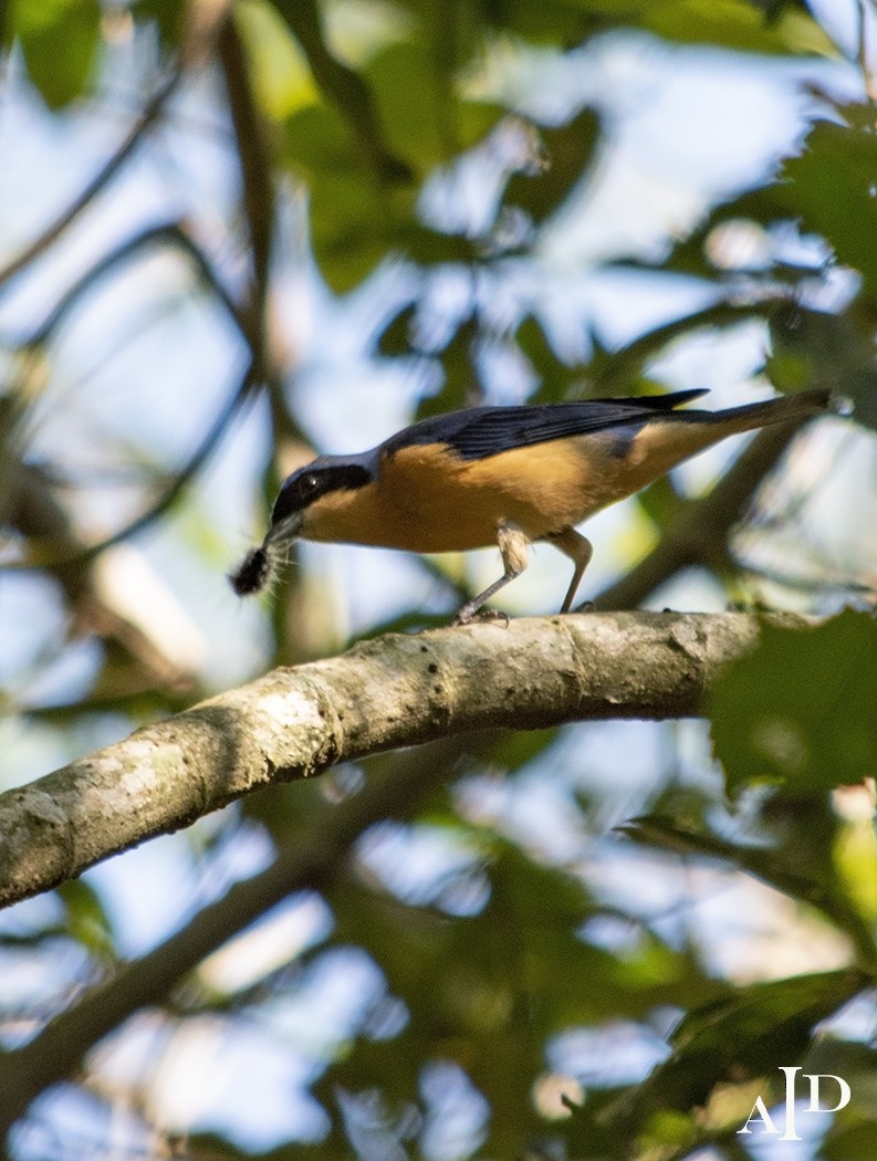 Fawn-breasted Tanager - Diana Inés  Amarilla