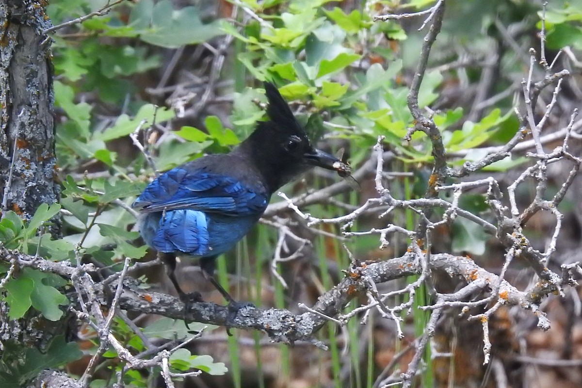 Steller's Jay - ML168306901