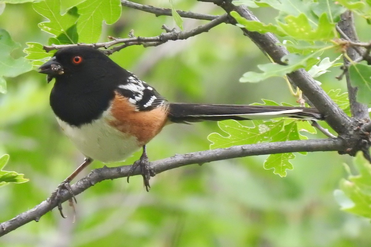 Spotted Towhee - ML168306961