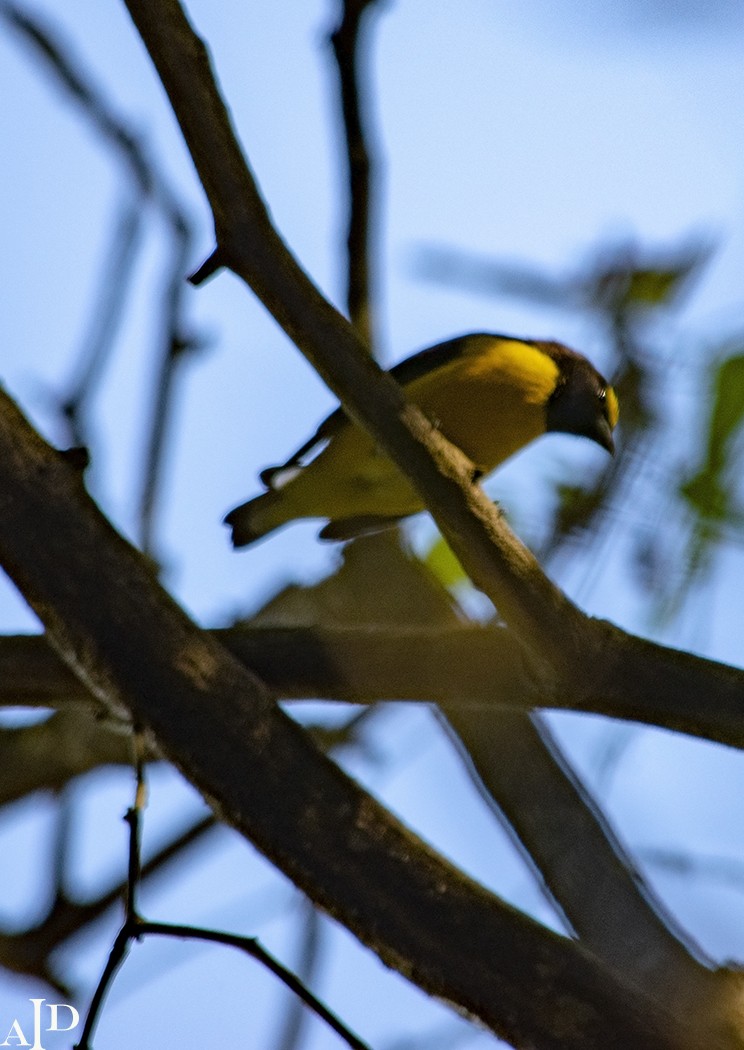 Purple-throated Euphonia - Diana Inés  Amarilla