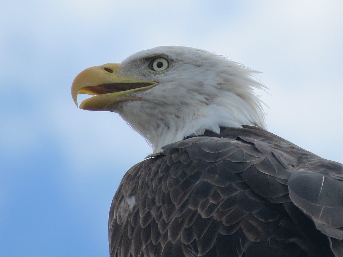 Bald Eagle - Owen Robertson