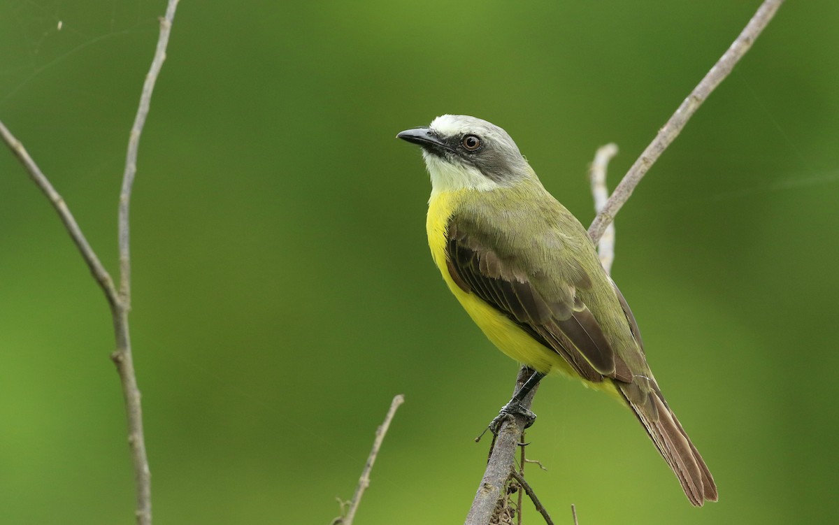 Gray-capped Flycatcher - John Deitsch