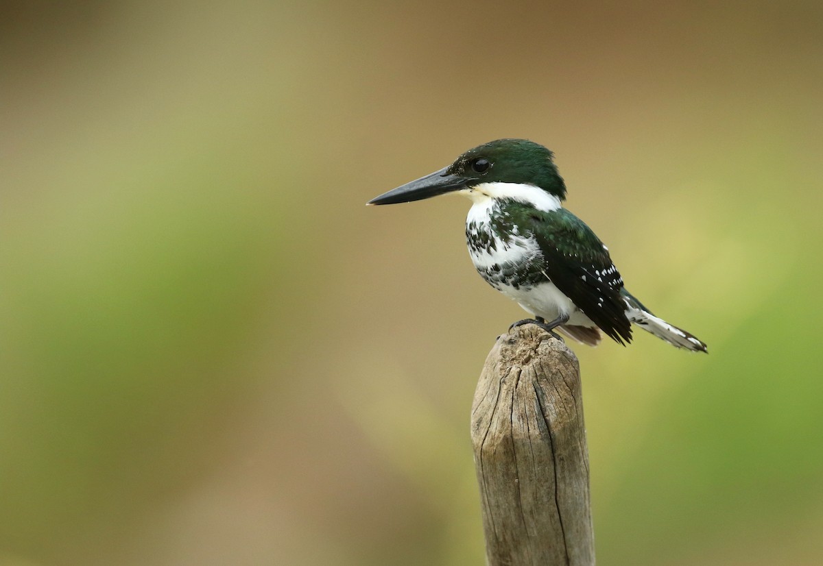 Green Kingfisher - John Deitsch