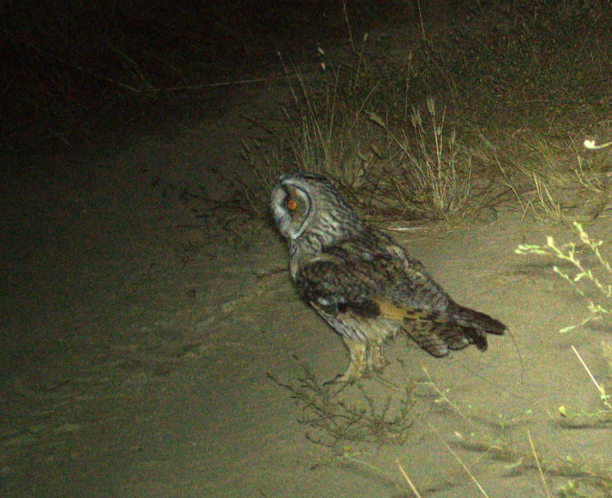 Long-eared Owl - ML168309811