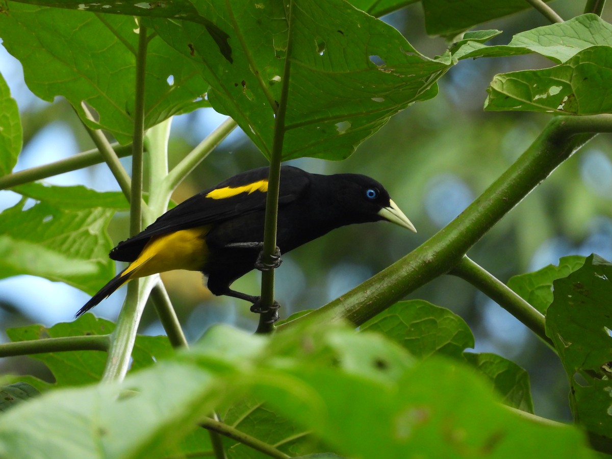 Yellow-rumped Cacique - ML168312141