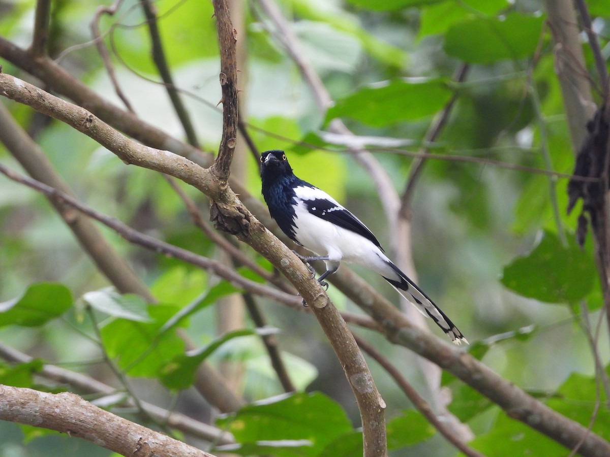 Magpie Tanager - ML168313081