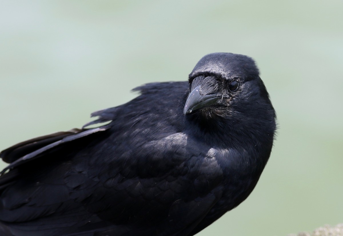 American Crow - Theo Staengl