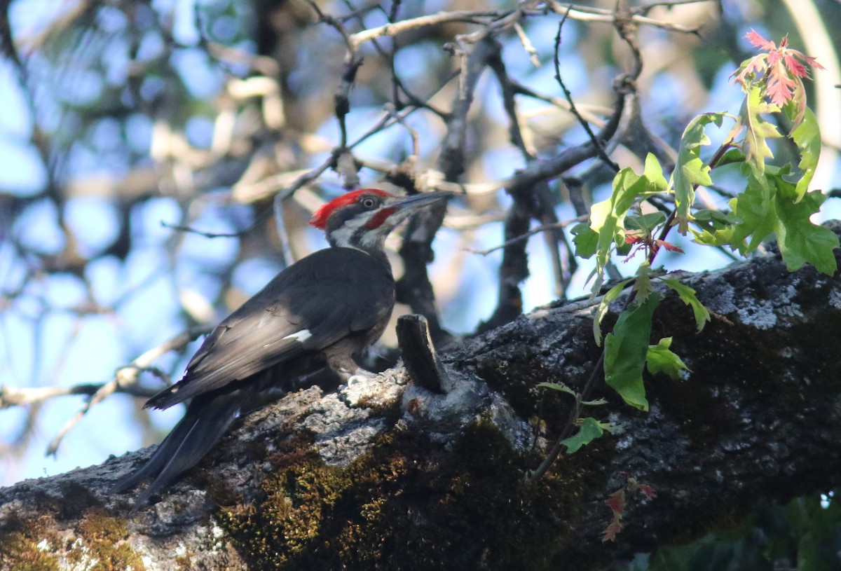 Pileated Woodpecker - Jim Tietz