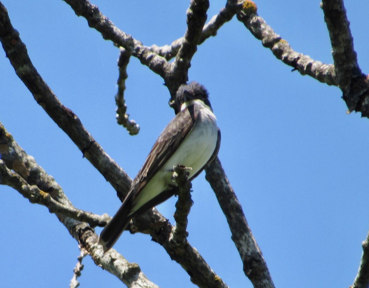 Eastern Kingbird - Mickey Ryan